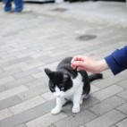にゃんこ63号